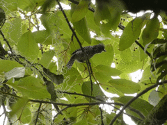 Thamnophilus multistriatus