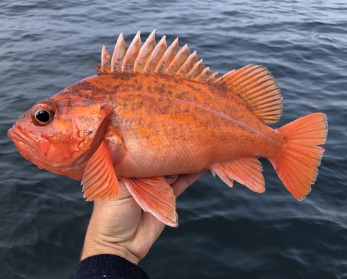 Vermilion Rockfish