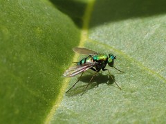 Chrysosoma leucopogon