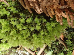 Mnium stellare