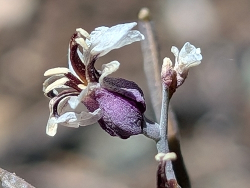 Tamalpais jewelflower (Streptanthus batrachopus)