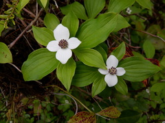 Cornus unalaschkensis