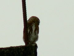 Glaucidium peruanum