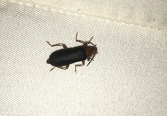 Neopyrochroa flabellata