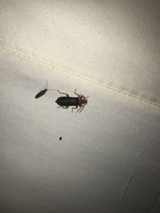 Neopyrochroa flabellata