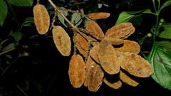 Trigonia nivea pubescens