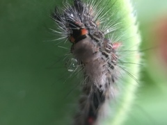 Lepidoptera