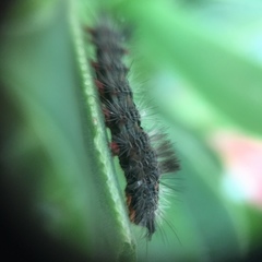 Lepidoptera