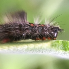 Lepidoptera