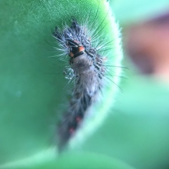 Lepidoptera