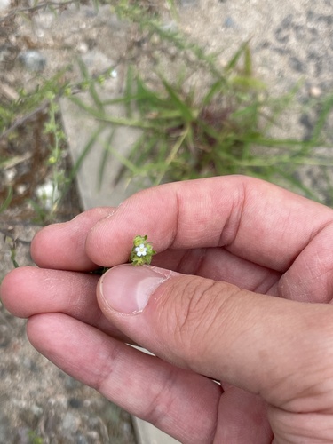 Redowski's stickseed (Lappula redowskii)