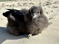 Flesh-Footed Shearwater photo 5
