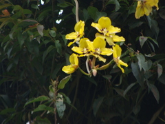 Cyrtochilum macranthum