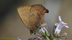 Callophrys augustinus iroides