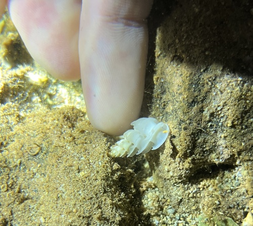 Epitonium replicatum, 2024-06-22