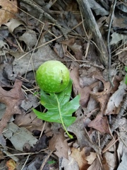 Amphibolips quercusspongifica