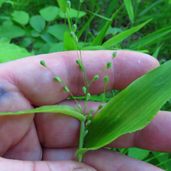Dichanthelium latifolium