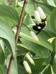 Bombus griseocollis