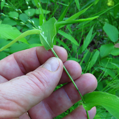 Dichanthelium latifolium