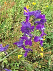 Delphinium hesperium