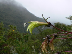 Siphocampylus lucidus