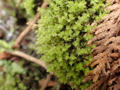 Mnium stellare