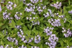 Amsonia tabernaemontana