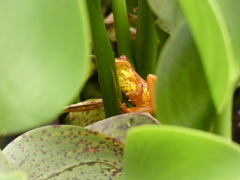 Dendropsophus bogerti