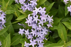 Amsonia tabernaemontana