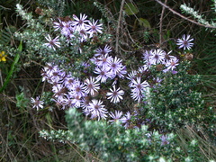 Diplostephium hartwegii