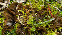 Peltigera evansiana