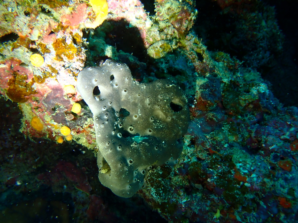Petrosaspongia nigra