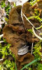 Peltigera evansiana