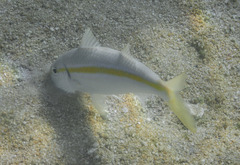 Mulloidichthys dentatus