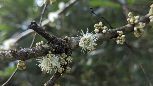 Symplocos glauca (Symplocos glauca)