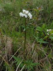 Valeriana uliginosa