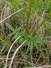 Valeriana uliginosa