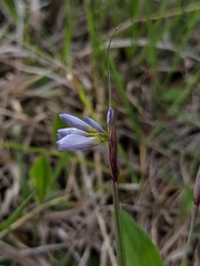 Sisyrinchium albidum