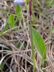 Sisyrinchium albidum