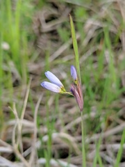 Sisyrinchium albidum