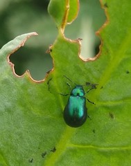 Gastrophysa cyanea