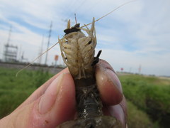 Procambarus acutus