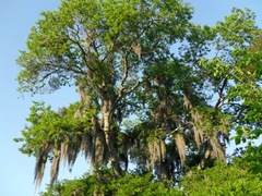 Quercus virginiana