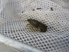 Procambarus acutus