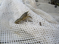 Procambarus acutus