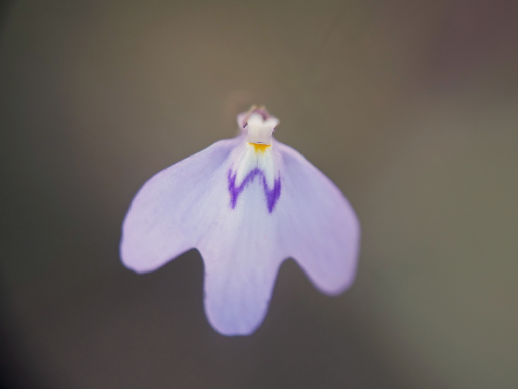 Utricularia papilliscapa R.W.Jobson & M.D.Barrett