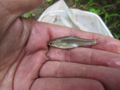 Notropis stramineus