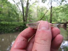 Notropis stramineus