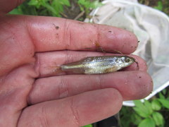 Notropis stramineus