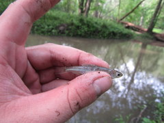 Notropis stramineus